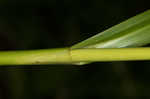 Leafy bulrush